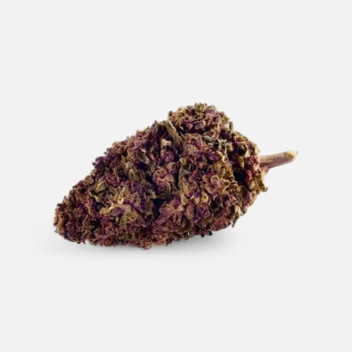 purple-kinky-kush-superior-bluete-40-blueten-1148694.webp Purple Kinky Kush - Superior Blüte 40%