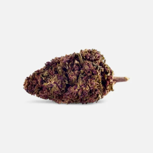 sexy-groovy-purple-blueten-3517625.webp Sexy Groovy Purple 💜