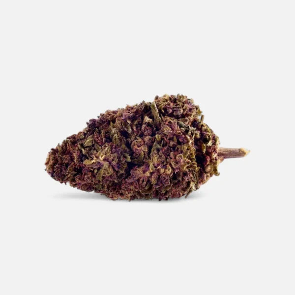sexy-groovy-purple-blueten-3517625.webp Sexy Groovy Purple 💜